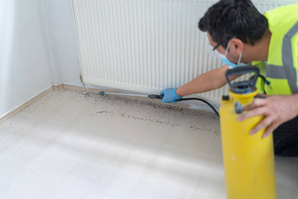Best Ant Control Services  in Thorp, WI