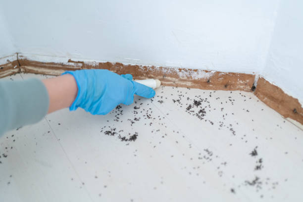 Best Best Pest Control Companies  in Thorp, WI